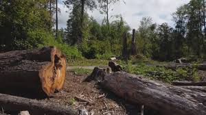 How Our Tree Care Process Works  in Kailua, HI